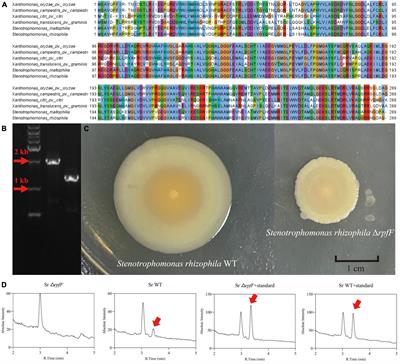 Quorum sensing improves the plant growth-promoting ability of Stenotrophomonas rhizophila under saline-alkaline stress by enhancing its environmental adaptability